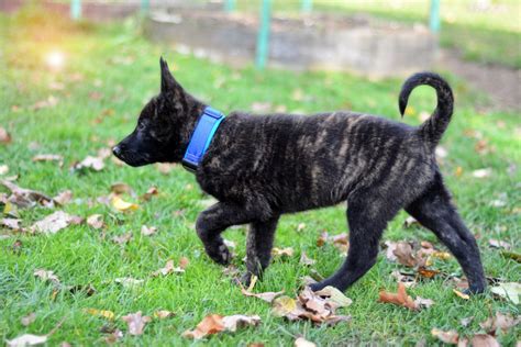 dutch shepherd breeders california